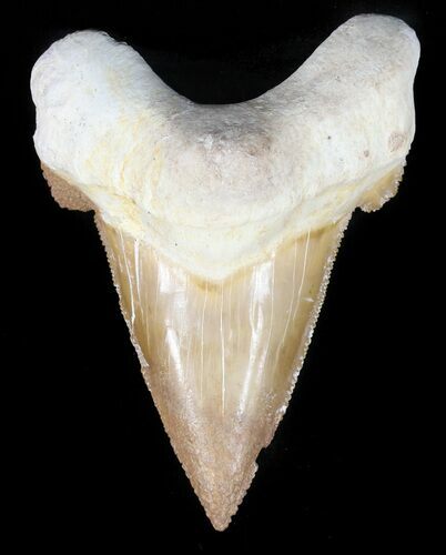 Auriculatus Shark Tooth - Dakhla, Morocco (Restored) #47846
